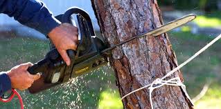 How Our Tree Care Process Works  in  Oak Hills Place, LA